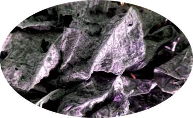 close up of cabbage,close up of a cabbage leaf background