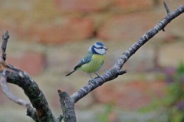 blue tit on branch. Eurasian blue tit . Cyanistes caeruleus
