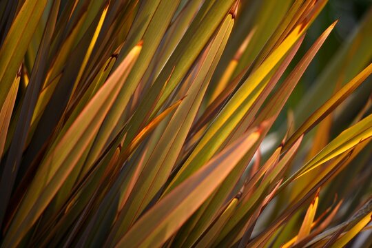 New Zealand native ornamental plant (Phormium) with symmetrical sword shaped, russet bronze leaves. 