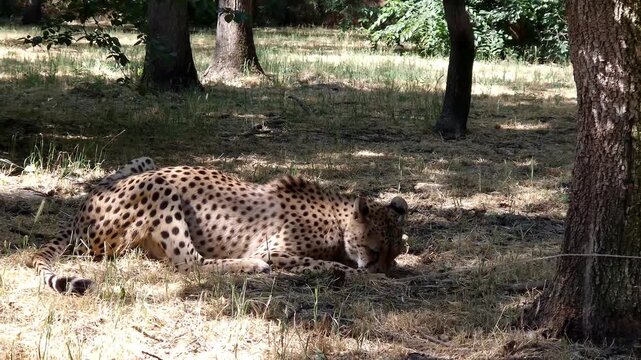 Cheetah (Acinonyx jubatus) is eating meat in the grassy enclosure