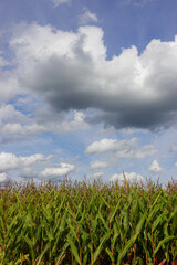 The field of ripe corn in autumn season near Goeppingen, Baden-Wuerttemberg, Germany  