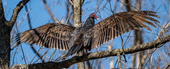 vulture in the nest
