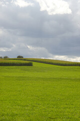 The field of ripe corn in autumn season near Goeppingen, Baden-Wuerttemberg, Germany  