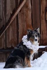 Sitzender H&uuml;tehund mit beigen  Stoffkranz um den Hals vor einem altem Holztor