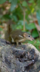 Horsfield’s Treeshrew (Tupaia javanica) photographed in the forest of Bali Barat National Park, Indonesia. A small, fast-moving mammal known for its pointed snout, agile movements and squirrel-like ap