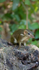 Horsfield’s Treeshrew (Tupaia javanica) photographed in the forest of Bali Barat National Park, Indonesia. A small, fast-moving mammal known for its pointed snout, agile movements and squirrel-like ap