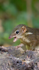 Horsfield’s Treeshrew (Tupaia javanica) photographed in the forest of Bali Barat National Park, Indonesia. A small, fast-moving mammal known for its pointed snout, agile movements and squirrel-like ap