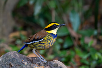 Close-up portrait of a Javan Banded Pitta – Hydrornis guajanus in Indonesia