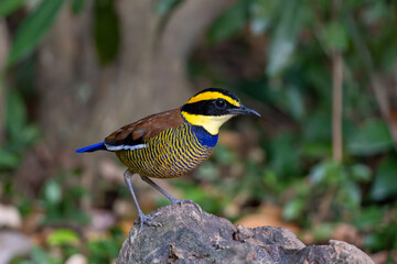 Close-up portrait of a Javan Banded Pitta – Hydrornis guajanus in Indonesia