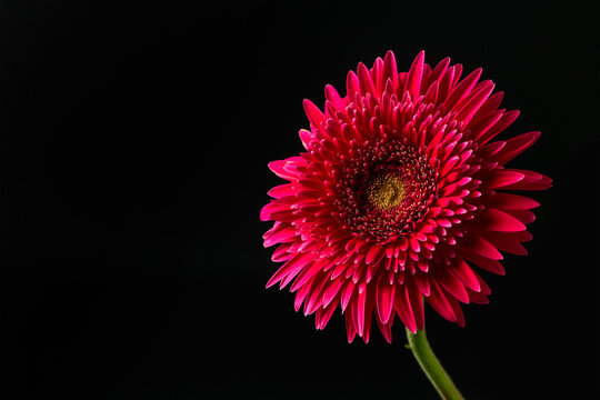 Vibrant Pink Gerbera Daisy Close up isolated on black background, flower concept - Powered by Adobe