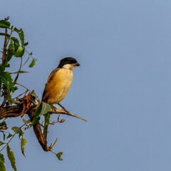 long tailed shrike