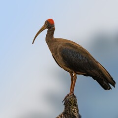 Red napped ibis