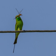 green bee eater with catch.