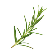 Fototapeta premium Rosemary twig aromatic needles isolated clean white background