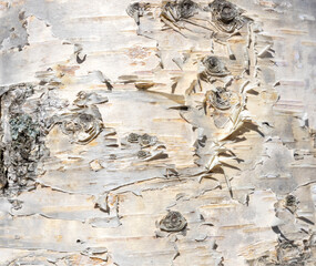 Naklejka premium The birch bark texture or background. Macro shot is made by means of stacking technology trunk. Texture made of birch tree bark. Beautiful birch trunk background. Conceptual image. Peaceful nature.