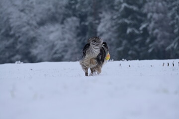 Sch&ouml;ner temperamentvoller H&uuml;tehund tobt frei mit einem farbigen Ball durch Neuschnee