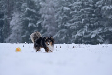 Sch&ouml;ner temperamentvoller H&uuml;tehund tobt frei mit einem farbigen Ball durch Neuschnee