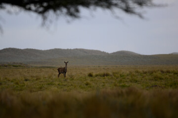 Red deer in Pampas grass environment, Argentina, Parque Luro, Nature Reserve