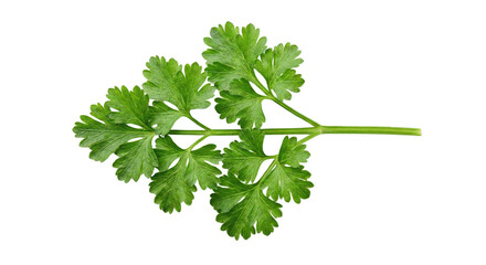 Fresh branch of cilantro against transparent backdrop for culinary applications isolated on transparent background