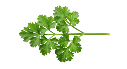 Fresh branch of cilantro against transparent backdrop for culinary applications isolated on transparent background