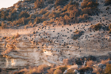 Stado ptaków nad skalistym wzgórzem o zachodzie słońca