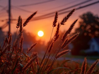 Sunlit wheat stalks silhouette against an orange sunrise power lines above