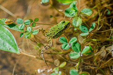 A bright green forest frog in the water