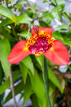 Exotic red Tiger Flower (Tigridia pavonia) or Mexican Shell Flower blooming in the garden.