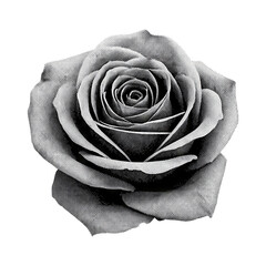 rose halftone retro elements on transparent background PNG Generative AI