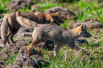 Grey fox in Ibera Marsh National Park environment, Corrientes Province, Argentina.