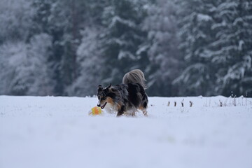 Sch&ouml;ner temperamentvoller H&uuml;tehund tobt frei mit einem farbigen Ball durch Neuschnee