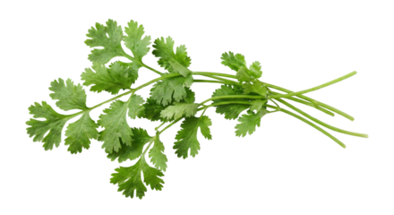 Fresh green cilantro bunch herbs on transparent background in horizontal format isolated on transparent background