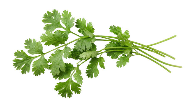 Fresh green cilantro bunch herbs on transparent background in horizontal format isolated on transparent background