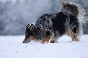 Sch&ouml;ner bunter Hund l&auml;uft frei durch Neuschnee