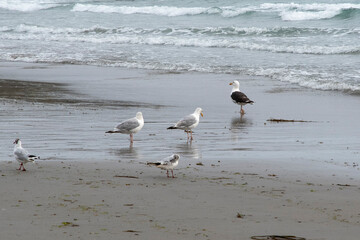 vagues, rivage, Goeland Argenté, Goeland marin, mouette rieuse
