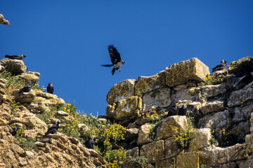 Choucas des tours, Corvus monedula,  Western Jackdaw, Abbaye de Maillezais, 85, Vendée, France