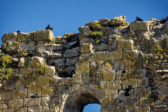 Choucas des tours, Corvus monedula,  Western Jackdaw, Abbaye de Maillezais, 85, Vend&eacute;e, France