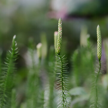 Spinulum annotinum