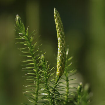 Spinulum annotinum