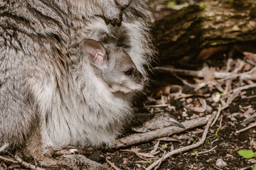 Close-up of a sweet gray wallaby family with a mother and a little baby in the pouch outdoor at daytime during spring in a wildlife park near Adelaide in Australia with space for text.