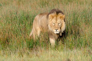 lion