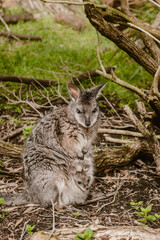 Vertical image of a sweet gray wallaby family with a mother and a little baby in the pouch outdoor at daytime during spring in a wildlife park near Adelaide in Australia.