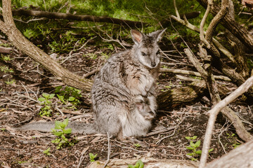 A sweet gray wallaby family with a mother and a little baby in the pouch outdoor at daytime during spring in a wildlife park near Adelaide in Australia.