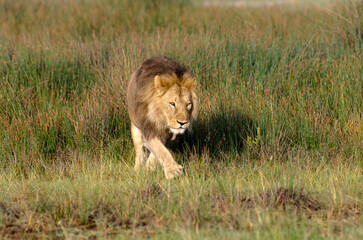 lion