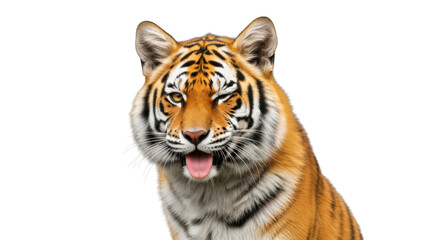Obraz premium Close-up portrait of a tiger with an open mouth isolated PNG with Transparent Background