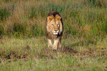 Naklejka premium lion