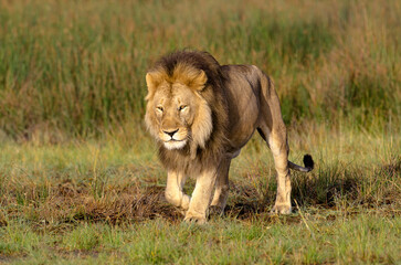 lion