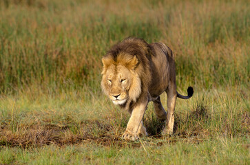 lion