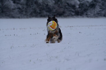 Sch&ouml;ner temperamentvoller H&uuml;tehund tobt frei mit einem farbigen Ball durch Neuschnee
