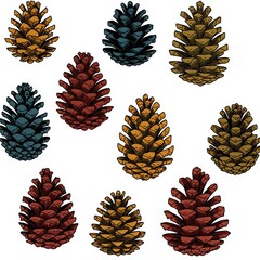 Illustration, set of pine cones in different colors on white background. Christmas tree decoration, traditional element in winter decor, print